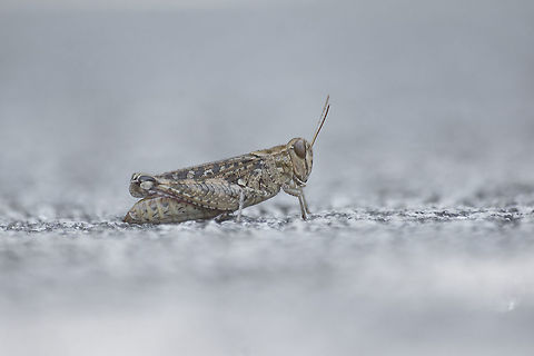 Calliptamus barbarus Calliptamus barbarus, female. Calliptamus barbarus,acrididae,biodiversity,grasshoppers,insecta,insects,orthoptera