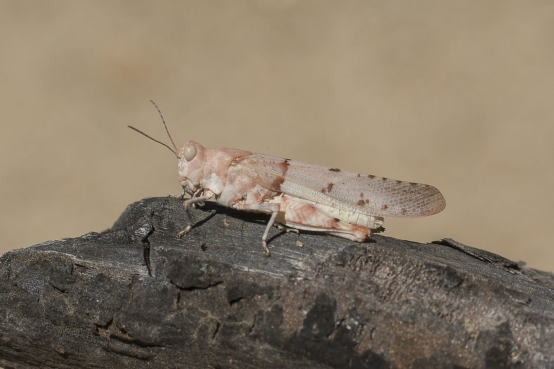 Sphingonotus lluciapomaresi Sphingonotus lluciapomaresi, ID by orhoptera expert. Sphingonotus lluciapomaresi,arthropoda,biodiversity,grasshopper,insecta,insects