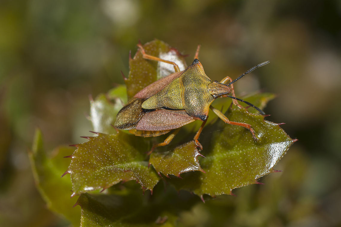 Carpocoris mediterraneus atlanticus Carpocoris mediterraneus atlanticus Carpocoris mediterraneus atlanticus,Red Shield Bug,arthropoda,biodiversity,bugs,hemiptera,insects,pentatomidae