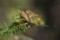 Carpocoris mediterraneus atlanticus Carpocoris mediterraneus atlanticus<br />
<br />
Previously assumed Carpocoris cf. fuscispinus.<br />
Full identification bellow.<br />
<br />
Associated info: <br />
http://www.insecte.org/forum/viewtopic.php?f=35&t=58355<br />
http://molbiol.ru/forums/index.php?act=Attach&type=post&id=48289<br />
http://astrid.cruaud.free.fr/WebSite/Publications_files/Lupoli_2013_Carpocoris_Pentatomidae_Zootaxa.pdf Carpocoris mediterraneus atlanticus,Geotagged,Portugal,Red Shield Bug,Spring,arthropoda,biodiversity,bugs,hemiptera,insects,pentatomidae
