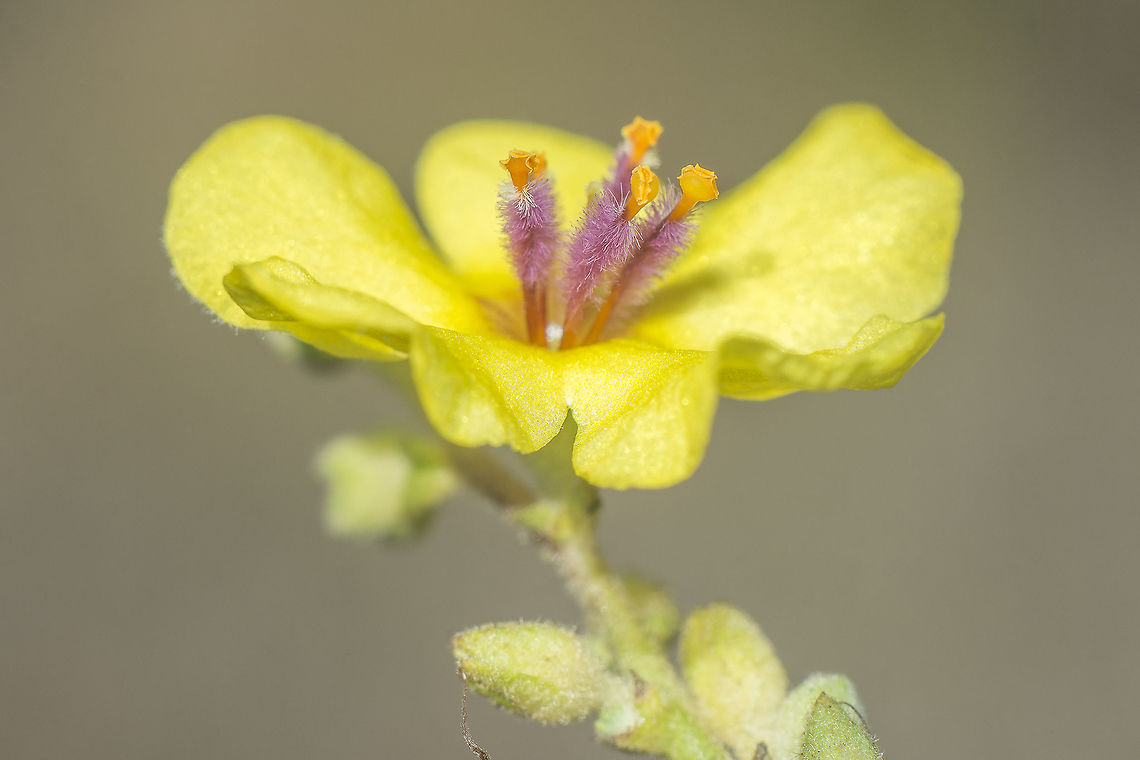 Verbascum sinuatum Verbascum sinuatum L. Mulberry-waved,Scrophulariaceae,Verbascum sinuatum,macro,plantae,plants,wildflowers