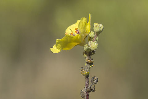 Verbascum sinuatum Verbascum sinuatum Mulberry-waved,Verbascum sinuatum