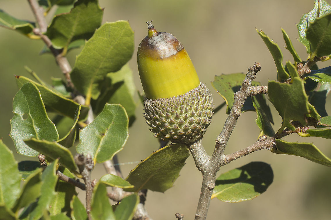 Quercus coccifera Quercus coccifera subsp. coccifera  Kermes oak,Quercus coccifera