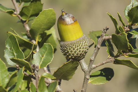 Quercus coccifera Quercus coccifera subsp. coccifera  Kermes oak,Quercus coccifera