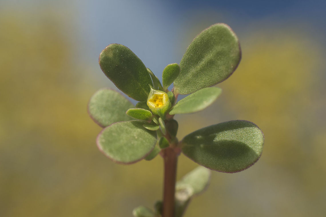 Portulaca oleracea L. Portulaca oleracea L. Portulaca oleracea