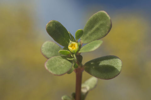 Portulaca oleracea L. Portulaca oleracea L. Portulaca oleracea