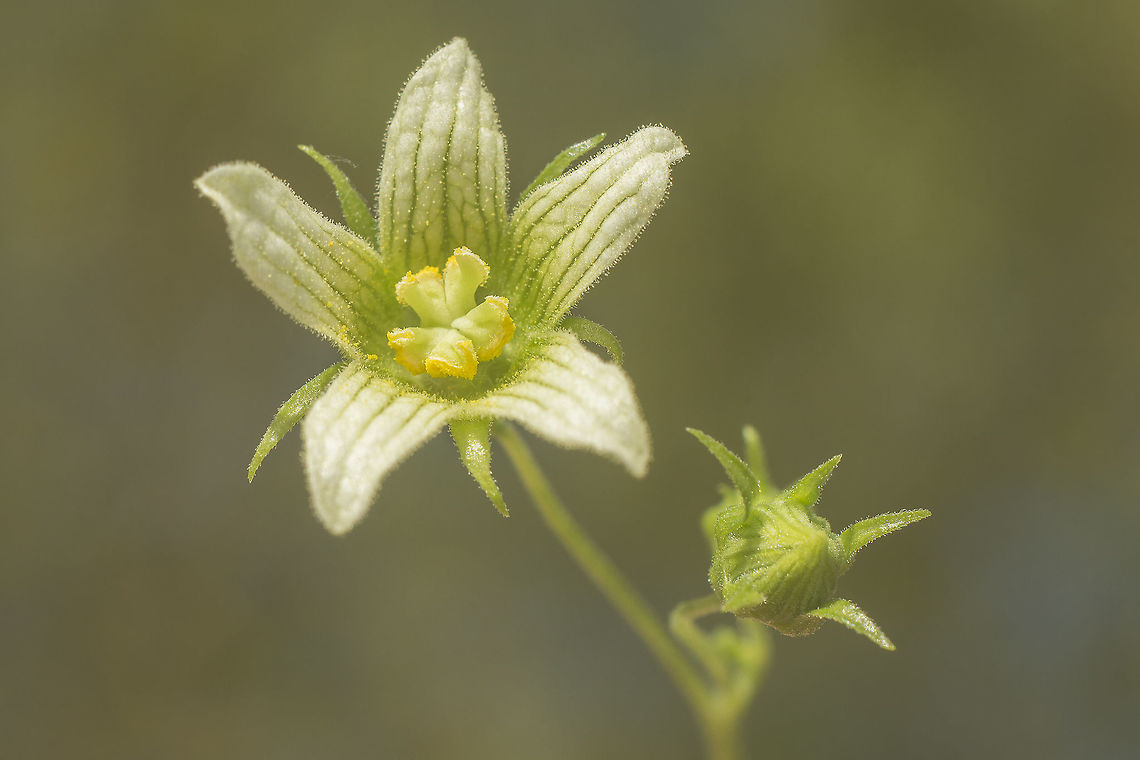 Bryonia dioica Bryonia dioica Jacq. Bryonia dioica