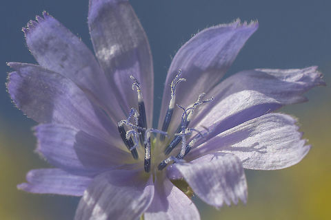 Cichorium intybus Cichorium intybus L. Cichorium intybus,Common Chicory