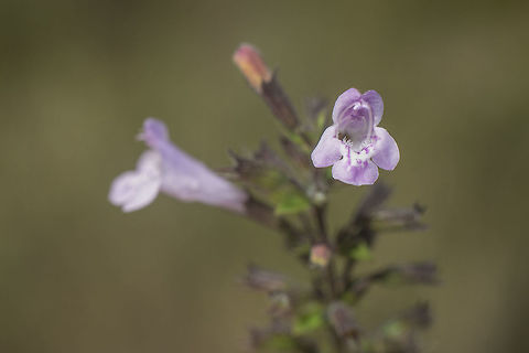 Clinopodium nepeta nepeta Clinopodium nepeta nepeta subsp. nepeta Clinopodium nepeta,Clinopodium nepeta nepeta,Lesser calamint