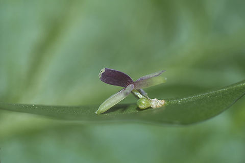 Ruscus aculeatus flower Ruscus aculeatus Butchers-broom,Ruscus aculeatus