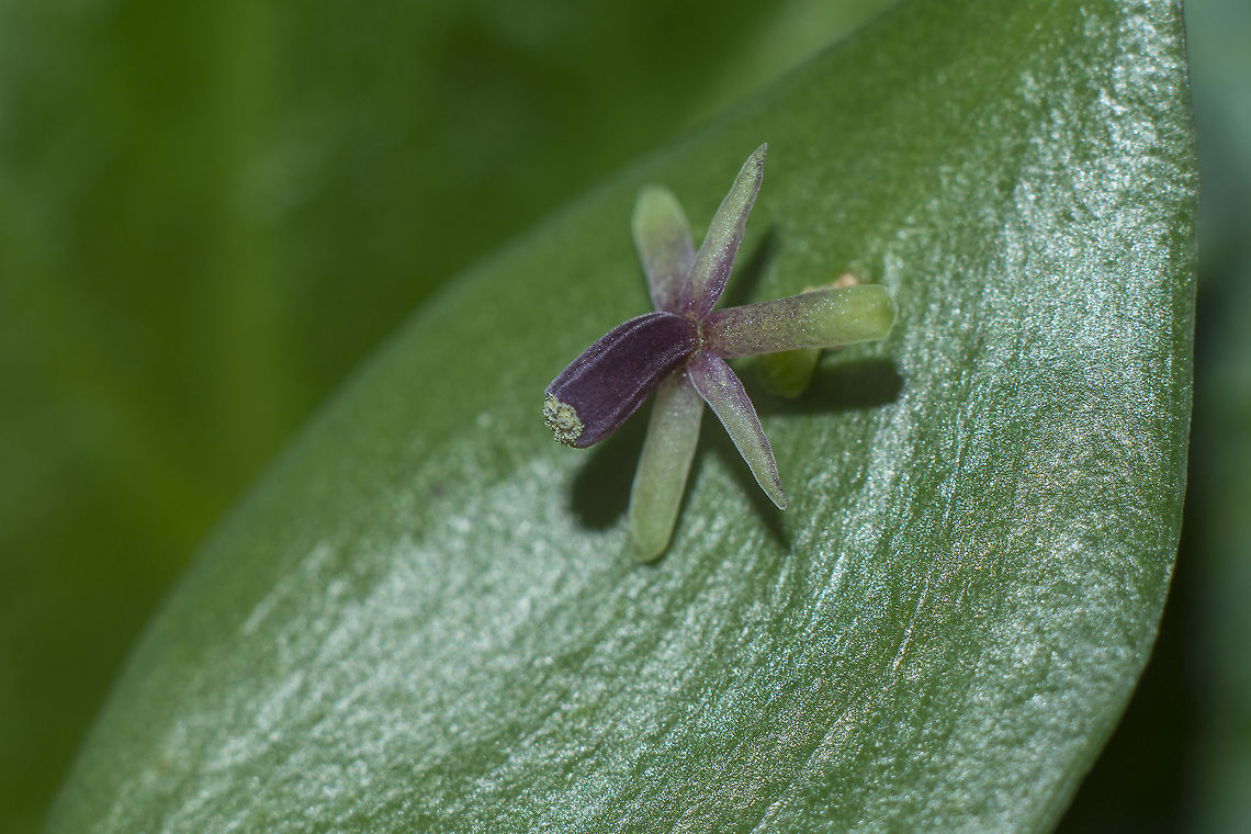 Ruscus aculeatus flower Ruscus aculeatus Butchers-broom,Ruscus aculeatus
