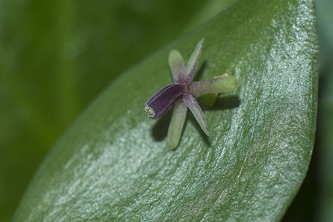 Ruscus aculeatus flower Ruscus aculeatus Butchers-broom,Ruscus aculeatus