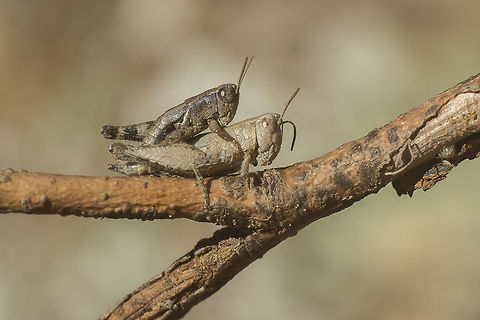 Pezotettix giornae Pezotettix giornae, autumn copula. Pezotettix giornae,acrididae,arthropoda,autumn,biodiversity,insecta,insects,orthoptera