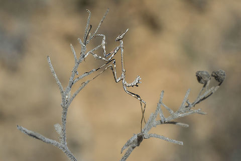 The next step Empusa pennata, female nymph. Conehead Mantis,Empusa pennata,arthopoda,biodiversity,insecta,insects,macro,mantodea