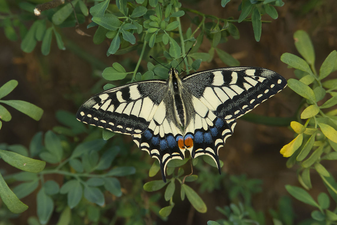 The host Papilio machaon on Ruta chalepensis, the host plant for this species. This specimen was spotted at the end of the first cold day, amidst the host plant. The specimen was perfect, possibly hatched a few day before. The cold days arrived, in preparation for the winter chill.  Old World swallowtail,Papilio machaon,arthopoda,biodiversity,butterflies,butterfly,insects,lepidoptera,papilionidae
