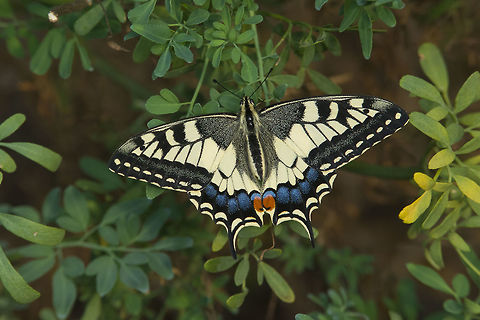 The host Papilio machaon on Ruta chalepensis, the host plant for this species. This specimen was spotted at the end of the first cold day, amidst the host plant. The specimen was perfect, possibly hatched a few day before. The cold days arrived, in preparation for the winter chill.  Old World swallowtail,Papilio machaon,arthopoda,biodiversity,butterflies,butterfly,insects,lepidoptera,papilionidae