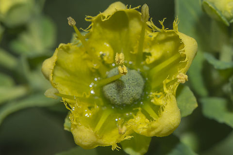 Ruta chalepensis Ruta chalepensis, flower detail. Ruta chalepensis