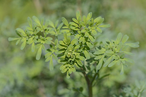 Ruta chalepensis Ruta chalepensis Ruta chalepensis