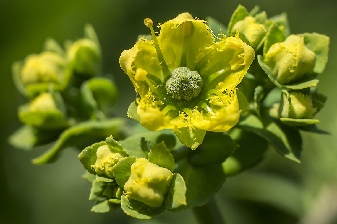 Ruta chalepensis Ruta chalepensis, flower. Ruta chalepensis