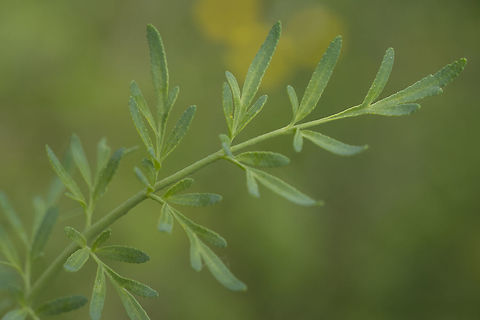 Ruta angustifolia Ruta angustifolia, leaf detail Ruta angustifolia