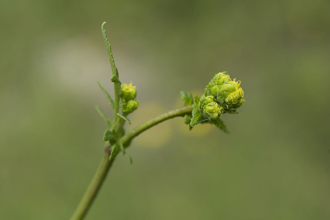 Ruta angustifolia Ruta angustifolia, sprout. Ruta angustifolia