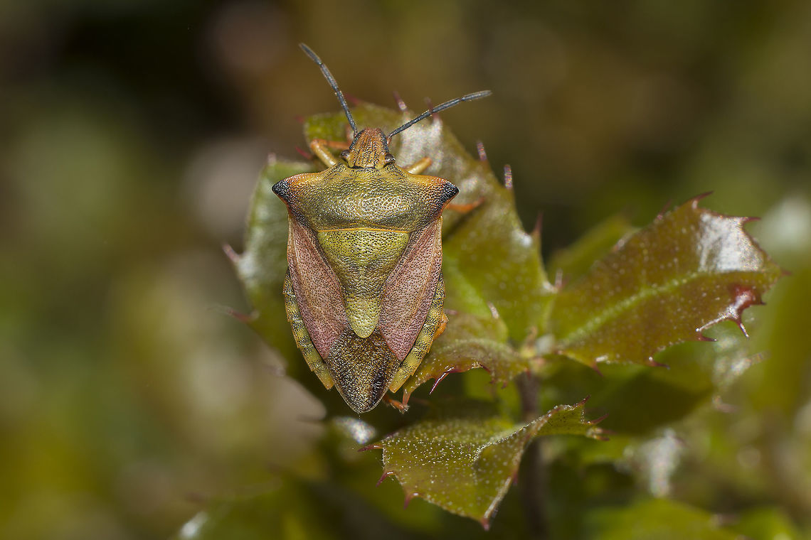 Carpocoris mediterraneus atlanticus - Dorsal View Carpocoris mediterraneus atlanticus Carpocoris mediterraneus atlanticus,Red Shield Bug