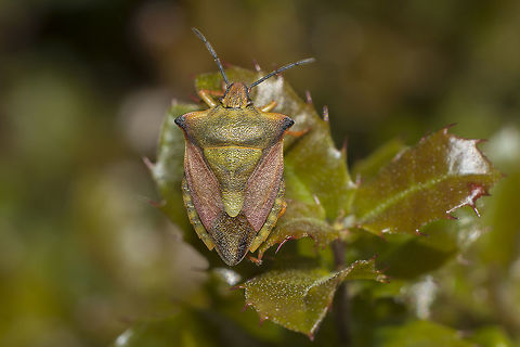 Carpocoris mediterraneus atlanticus - Dorsal View Carpocoris mediterraneus atlanticus Carpocoris mediterraneus atlanticus,Red Shield Bug