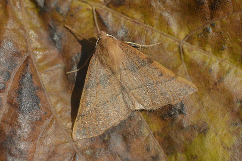 Colotois pennaria Colotois pennaria
http://www.lepidoptera.eu/show.php?ID=397&country=PT Colotois pennaria,Feathered thorn