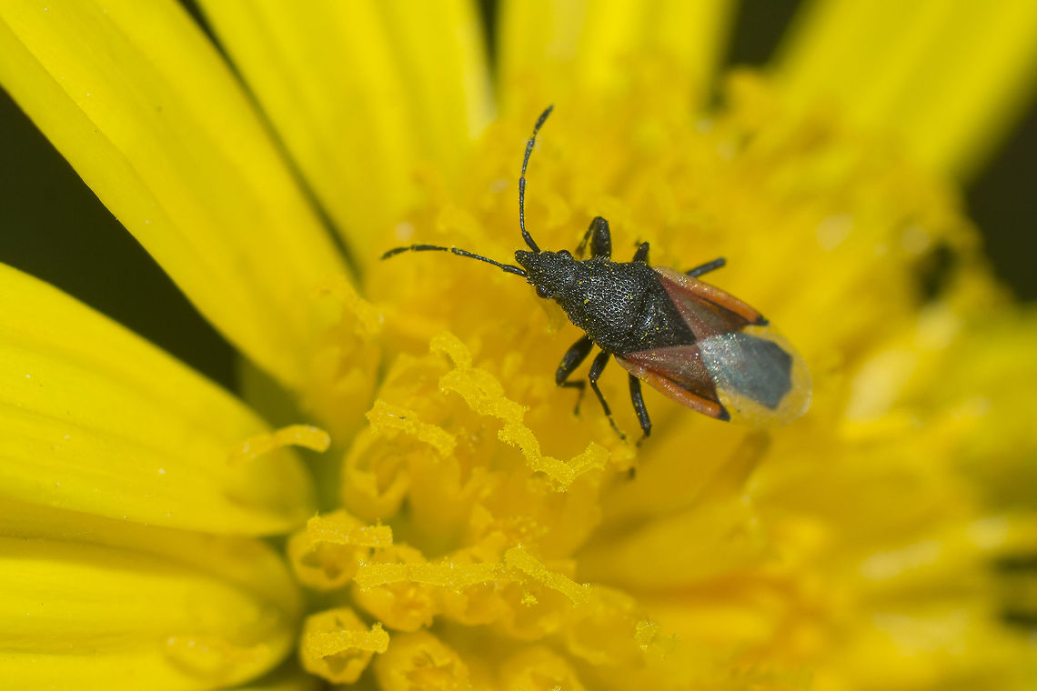 Oxycarenus lavaterae Oxycarenus lavaterae<br />
<a href="http://www.galerie-insecte.org/galerie/view.php?adr=image/dos115/temp/heteroptera_lyga.jpg" rel="nofollow">http://www.galerie-insecte.org/galerie/view.php?adr=image/dos115/temp/heteroptera_lyga.jpg</a><br />
<a href="http://naturdata.com/Oxycarenus-lavaterae-28132.htm" rel="nofollow">http://naturdata.com/Oxycarenus-lavaterae-28132.htm</a> Hemiptera,Lygaeidae,Oxycarenus lavaterae,arthropoda,biodiversity,bugs,heteroptera,insects
