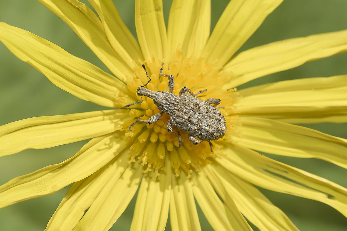 Rhytideres plicatus Rhytideres cf. plicatus<br />
<br />
<a href="http://naturdata.com/Rhytideres-plicatus-14089.htm" rel="nofollow">http://naturdata.com/Rhytideres-plicatus-14089.htm</a><br />
<a href="http://eol.org/pages/696670/overview" rel="nofollow">http://eol.org/pages/696670/overview</a><br />
<a href="http://www.galerie-insecte.org/galerie/view.php?adr=image/dos50/temp/img_1773.jpg.jpg" rel="nofollow">http://www.galerie-insecte.org/galerie/view.php?adr=image/dos50/temp/img_1773.jpg.jpg</a><br />
<a href="http://www.coleo-net.de/coleo/texte/rhytideres.htm" rel="nofollow">http://www.coleo-net.de/coleo/texte/rhytideres.htm</a><br />
<a href="http://dmitriev.speciesfile.org/taxahelp.asp?hc=4945&amp;key=Curculio&amp;lng=En" rel="nofollow">http://dmitriev.speciesfile.org/taxahelp.asp?hc=4945&amp;key=Curculio&amp;lng=En</a> Entiminae,Rhytideres plicatus,biodiversity,coleoptera,curculionidae,insects,weevil