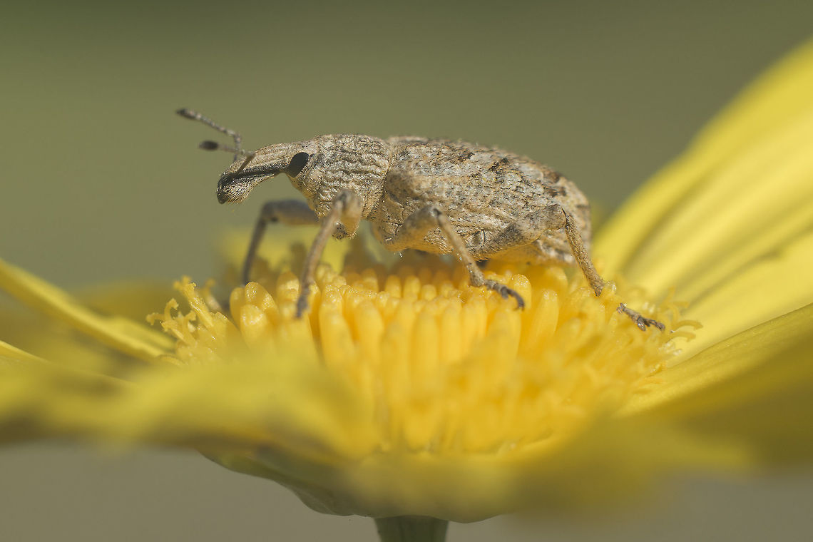 Rhytideres plicatus Rhytideres cf. plicatus Broad-nosed Weevil,Entiminae,Rhytideres plicatus,biodiversity,coleoptera,curculionidae,insects