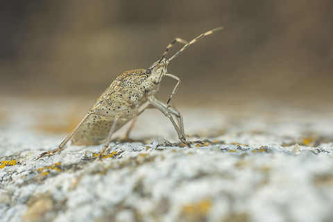Rhaphigaster nebulosa Rhaphigaster nebulosa Rhaphigaster nebulosa,arthropoda,biodiversity,hemiptera,heteroptera,insecta,insects