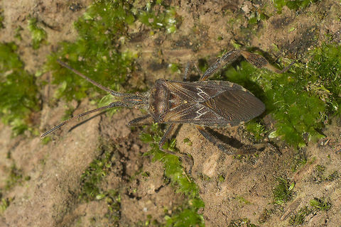 Leptoglossus occidentalis Leptoglossus occidentalis Coreidae,Coreoidea,Hemiptera,Heteroptera,Invasive species,Leptoglossus,Leptoglossus occidentalis,Western conifer seed bug