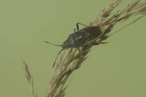 Maccevethus sp. http://www.galerie-insecte.org/galerie/Fam_Rhopalidae_01.html

 Maccevethus,Rhopalidae,hemiptera,heteroptera,insecta,insects