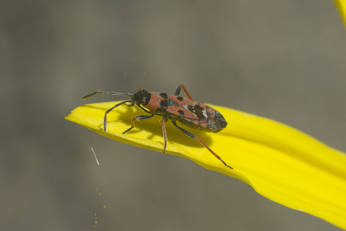 Horvathiolus guttatus  Horvathiolus,Horvathiolus guttatus,Lygaeidae,arthropoda,biodiversity,hemiptera,heteroptera,insecta,insects