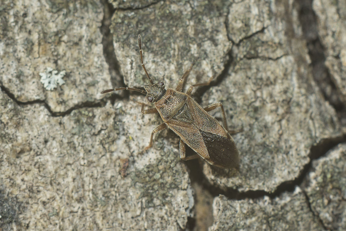Arocatus longiceps  Arocatus,Arocatus longiceps,Heteroptera,Lygaeidae