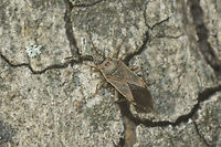 Arocatus longiceps  Arocatus,Arocatus longiceps,Heteroptera,Lygaeidae