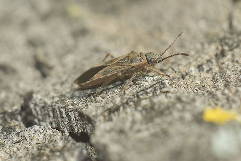 Arocatus longiceps - side view For ID discussion see here:
https://www.jungledragon.com/image/48671/arocatus_sp.html Arocatus,Arocatus longiceps,Lygaeidae,heteroptera