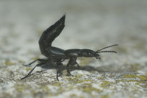 Ocypus olens Ocypus olens Devils coach-horse beetle,Ocypus olens