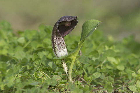 Arisarum simorrhinum Arisarum simorrhinum  Arisarum simorrhinum