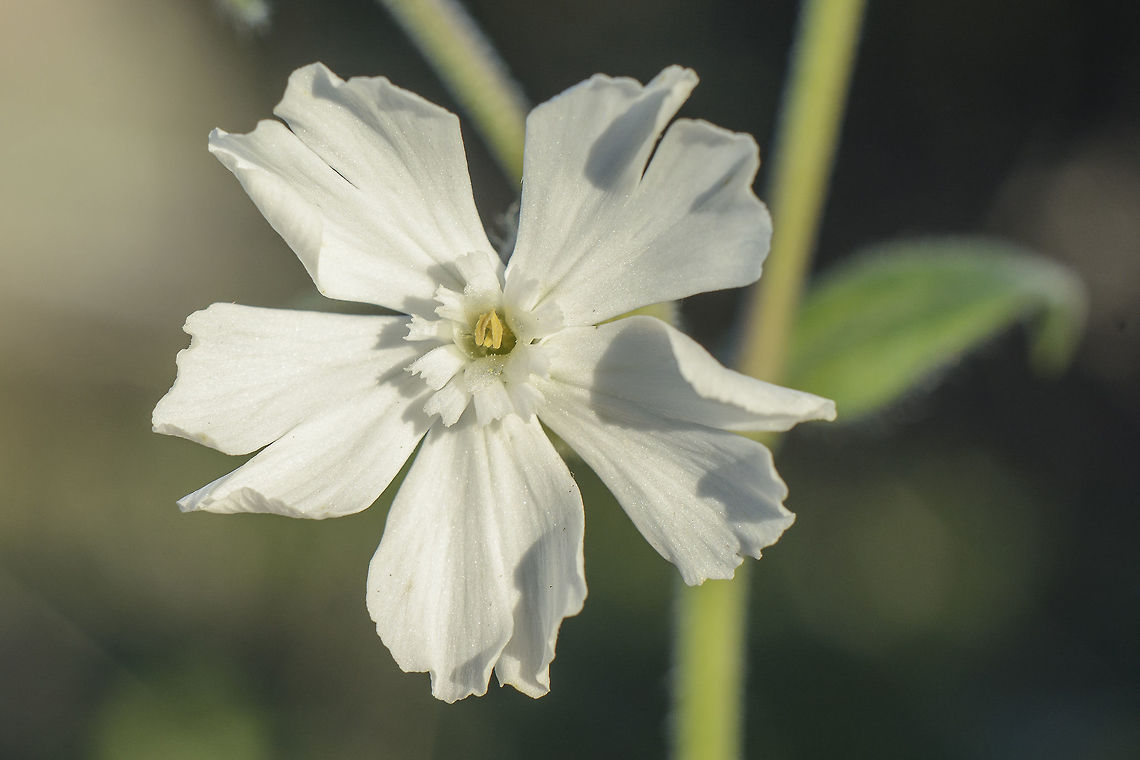 Silene latifolia Silene latifolia Silene latifolia