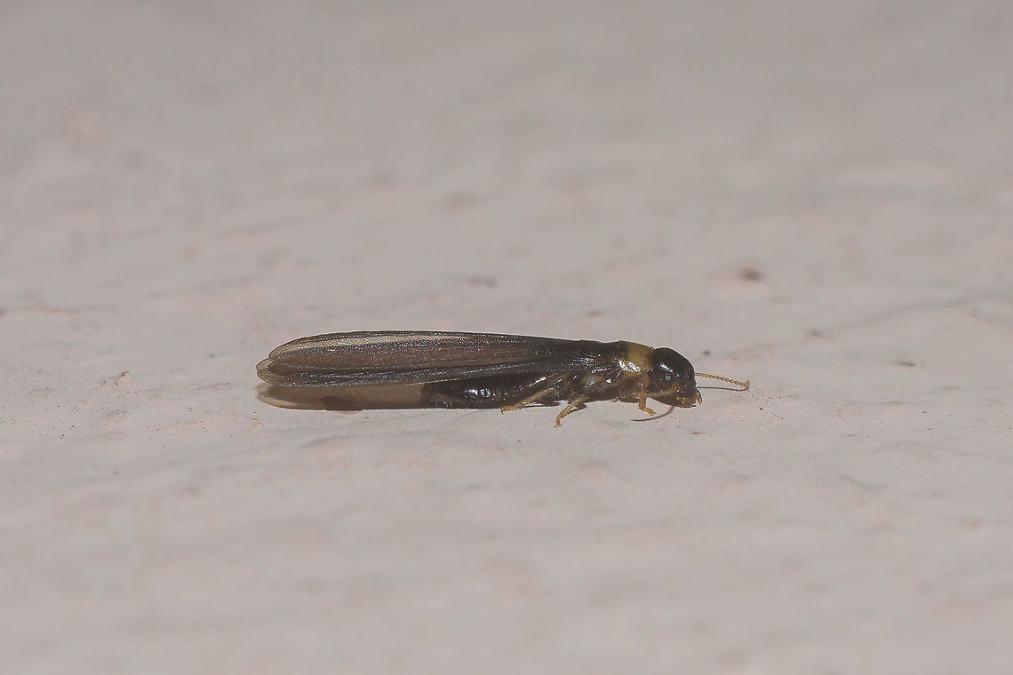 Yellownecked dry-wood termite - lateral Winged adult of the Yellownecked dry-wood termite (Kalotermes flavicollis)<br />
Dorsal view here:<br />
<figure class="photo"><a href="https://www.jungledragon.com/image/48854/yellownecked_dry-wood_termite_-_dorsal.html" title="Yellownecked dry-wood termite - dorsal"><img src="https://s3.amazonaws.com/media.jungledragon.com/images/2527/48854_thumb.jpg?AWSAccessKeyId=05GMT0V3GWVNE7GGM1R2&Expires=1759968010&Signature=P9TONgO%2BVB4Gi%2BiKguonJMvD9X4%3D" width="200" height="134" alt="Yellownecked dry-wood termite - dorsal Winged adult of the Yellownecked dry-wood termite (Kalotermes flavicollis)<br />
Lateral view here:<br />
https://www.jungledragon.com/image/48853/yellownecked_dry-wood_termite_-_lateral.html Dictyoptera,Isoptera,Kalotermes,Kalotermes flavicollis,Kalotermitidae,Portugal,Termite" /></a></figure> Dictyoptera,Isoptera,Kalotermes,Kalotermes flavicollis,Kalotermitidae,Portugal,Termite