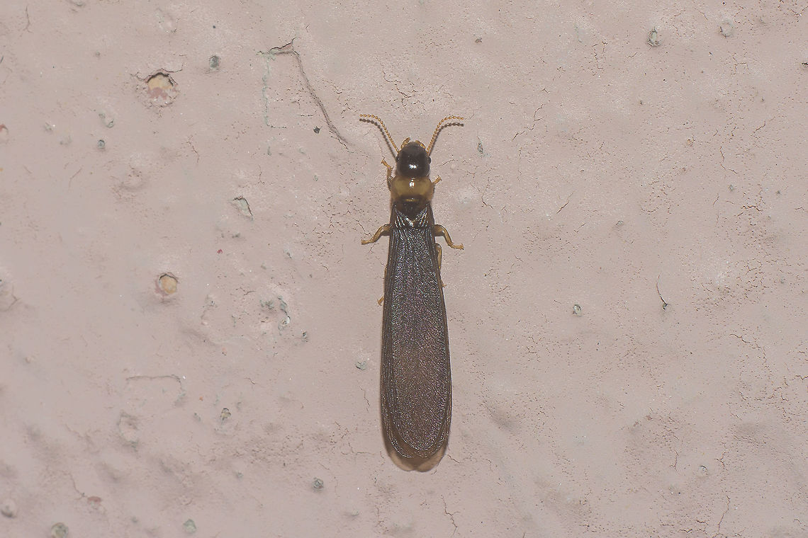 Yellownecked dry-wood termite - dorsal Winged adult of the Yellownecked dry-wood termite (Kalotermes flavicollis)<br />
Lateral view here:<br />
<figure class="photo"><a href="https://www.jungledragon.com/image/48853/yellownecked_dry-wood_termite_-_lateral.html" title="Yellownecked dry-wood termite - lateral"><img src="https://s3.amazonaws.com/media.jungledragon.com/images/2527/48853_thumb.jpg?AWSAccessKeyId=05GMT0V3GWVNE7GGM1R2&Expires=1759968010&Signature=WXsYWrXhjtiVq%2FLVmq32VWpbfVE%3D" width="200" height="134" alt="Yellownecked dry-wood termite - lateral Winged adult of the Yellownecked dry-wood termite (Kalotermes flavicollis)<br />
Dorsal view here:<br />
https://www.jungledragon.com/image/48854/yellownecked_dry-wood_termite_-_dorsal.html Dictyoptera,Isoptera,Kalotermes,Kalotermes flavicollis,Kalotermitidae,Portugal,Termite" /></a></figure> Dictyoptera,Isoptera,Kalotermes,Kalotermes flavicollis,Kalotermitidae,Portugal,Termite