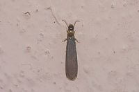 Yellownecked dry-wood termite - dorsal Winged adult of the Yellownecked dry-wood termite (Kalotermes flavicollis)<br />
Lateral view here:<br />
https://www.jungledragon.com/image/48853/yellownecked_dry-wood_termite_-_lateral.html Dictyoptera,Isoptera,Kalotermes,Kalotermes flavicollis,Kalotermitidae,Portugal,Termite