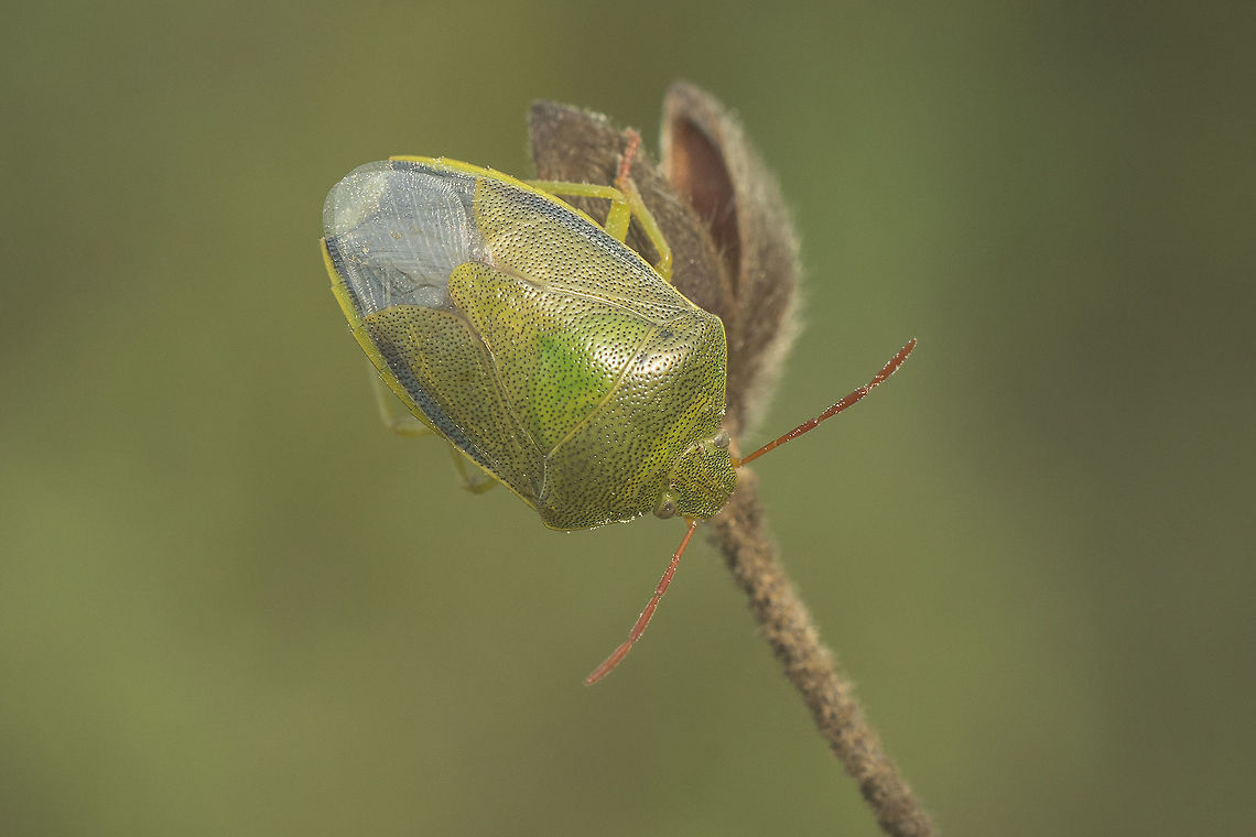 Piezodorus lituratus Piezodorus lituratus Piezodorus lituratus,biodiversity,bugs,hemiptera,heteroptera,pentatomidae,shield bug
