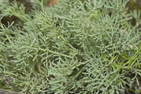 Ruta montana Ruta montana Mountain Rue,Ruta montana