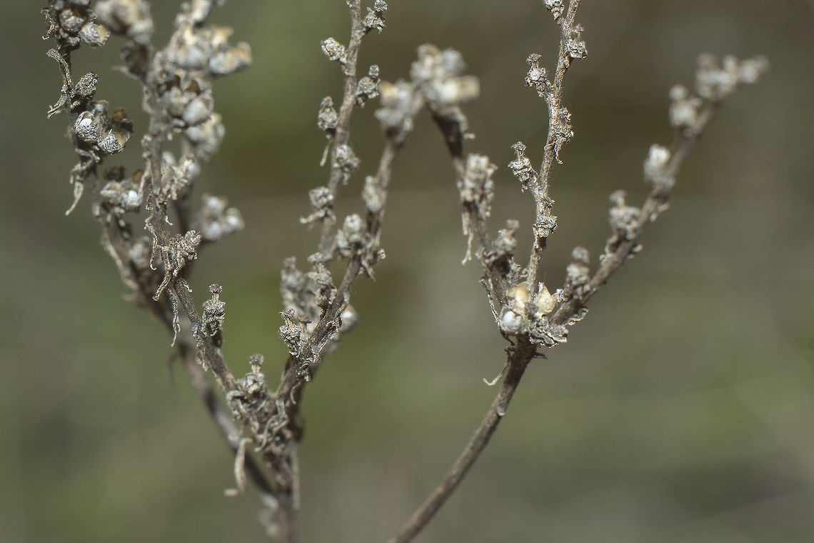 Ruta montana Ruta montana, previous generation, dried branches. Mountain Rue,Ruta montana