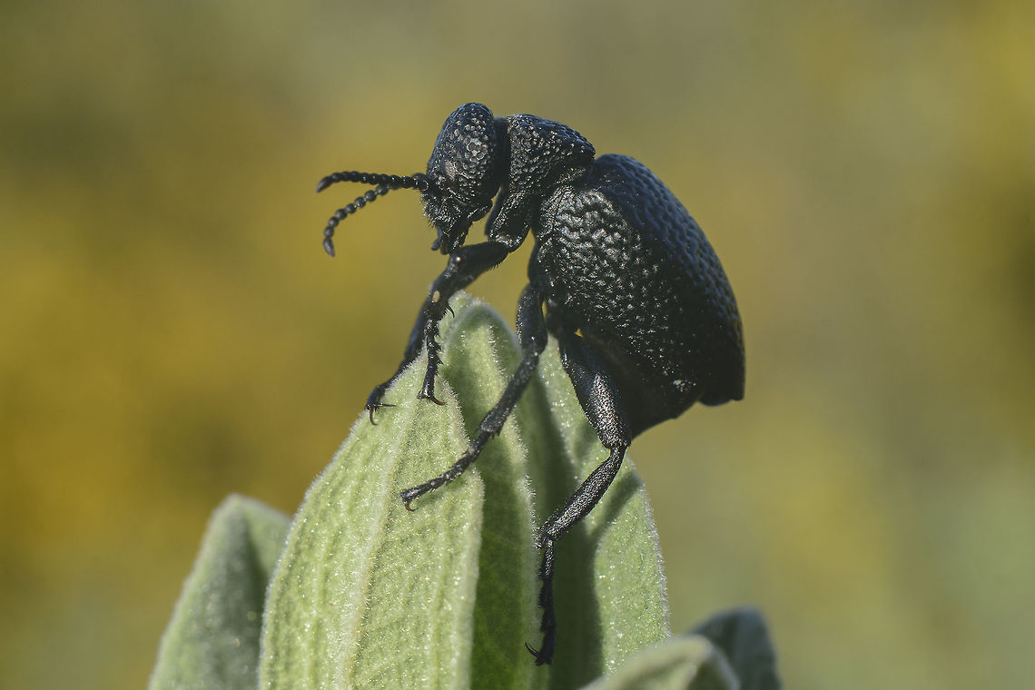 Meloe tuccius Meloe tuccius  Meloe tuccius,Oil Beetles,arthopoda,beetles,biodiversity,insecta,insects