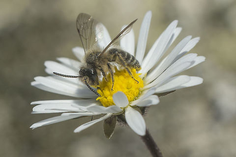 ID needed Andrenidae
Andrena? sp.

https://www.jungledragon.com/image/48912