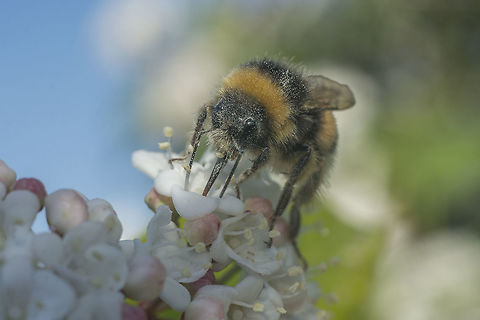 Bombus terrestris Hidded, waiting for a bumblebee :) Bombus terrestris,apidae,biodiversity,bumblebee,hymenoptera,insects